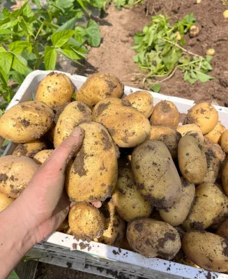 Fresh Refrigerated Potatoes From Shandong Elongated Shape 55cm Size Pure Content No Additives Ghadan Company Brand