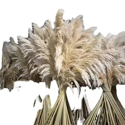 Wholesale Large Pampas Grass Reed High Quality Large White Dried Pampas Grass