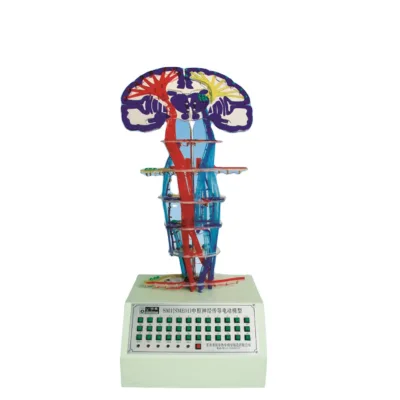 Medical Science Central Nervous Conduction Electric Model for Teaching and Training Purpose