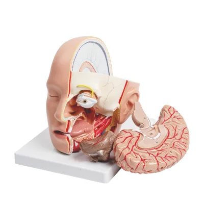 Head with Brain Model ZM1214 Natural Size