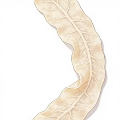 Rnice Dried Pork Casings 16mm Diameter Single-Layer Rigid Casing 12m Per Piece