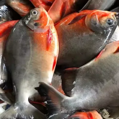 2 Years Shelf Life China Origin High Quality 10 KG Weight Bulk Sale IQF Red Pomfret From China