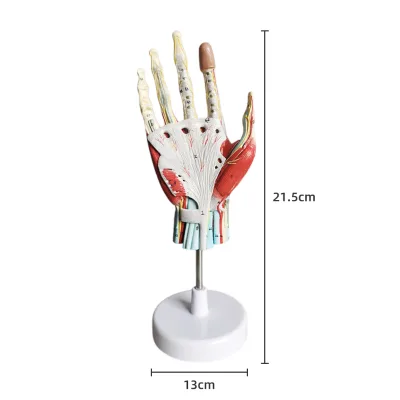 Removable 7-part hand muscle attachment model main blood vessel and nerve model hand bone and muscle teaching aid