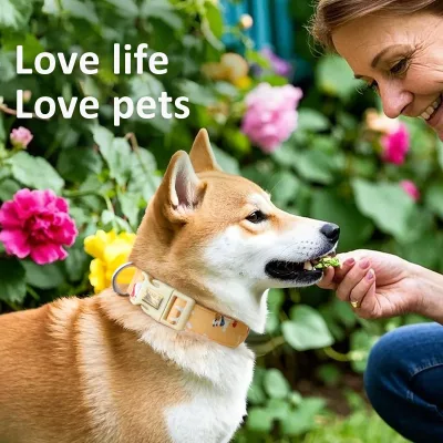 Adjustable Custom Pet Collars Leashes Solid Pattern Training Dog Collar Laser Engrave Dog Collar