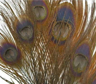 Party Supply Peacock Feather