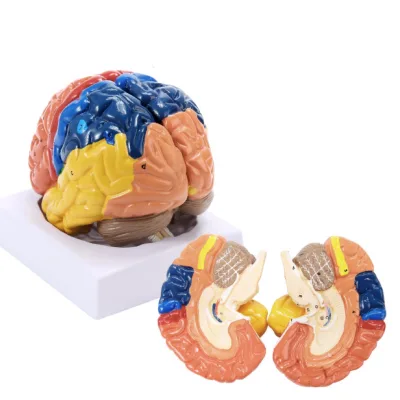 Life-Size Human Brain Anatomical Model Color Partitioned Brain 2 Parts Anatomically Accurate Brain Model for Science