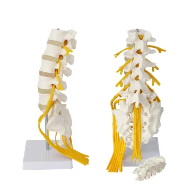 Five Lumbar Vertebrae Sacral Vertebrae Cauda Equina Nerve III Human Skeleton Model Medical Teaching Equipment