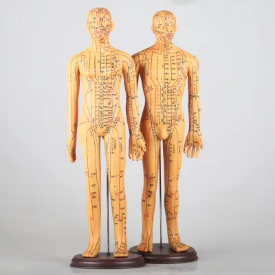 Various Types of Acupuncture Point Models - Full Range TCM Meridian Display Kits for Learning, Teaching and Home Wellness