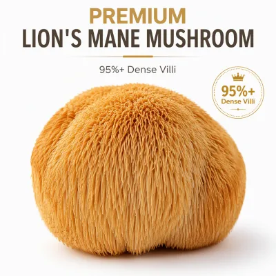 Premium Organic Dried Lion's Mane Mushroom Bulk Wholesale Hericium Erinaceus Monkey Head Mushroom Superfood Health Supplements