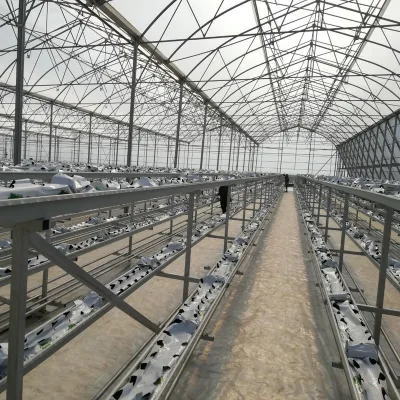 2025 Multi Span Galvanized Steel Structure Gothic Greenhouse Framework Berry Growing