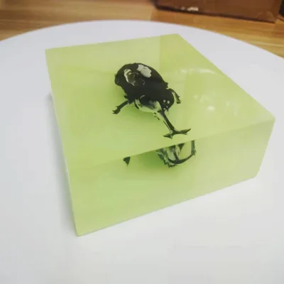 Luminous Transparent Crystal Glue Resin Embedded Real Insect Specimen Animal Paperweight Science Education Teaching Aid