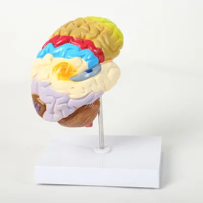 High Quality PVC Anatomical Model of the Brain Function Colorful Medical Science Product