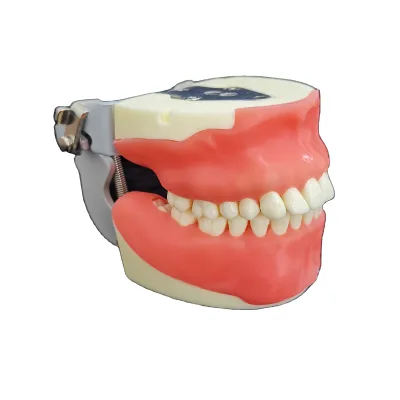 Factory Price Oral Surgery Jaw Model for Suturing Training and Practice Extraction
