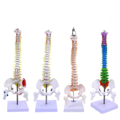 Artificial Medical Anatomical Spine Model