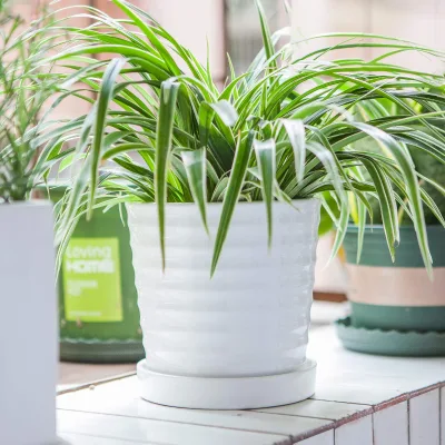 BESTCERA Modern White Planter Pots 6 Inch Succulent Pots with Drainage Round Ceramic Flower Pots with Saucer