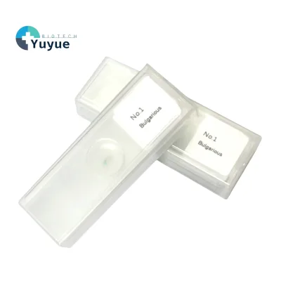5Pcs Prepared Biology Microscope Slide Set Onion Broad Bean Pine Limewood Honeybee Specimen Slides for Student Laboratory