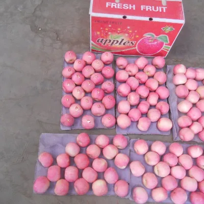 100% Natural Product Food Grade Fresh Fruits Royal Gala Price Export Red Fuji Apples From China