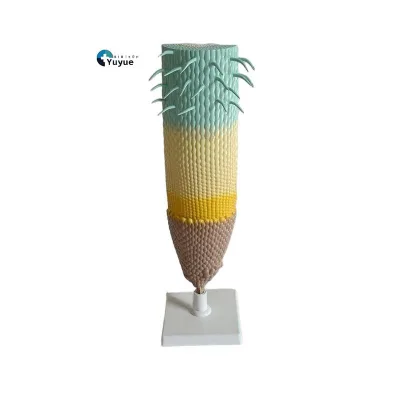 Magnified Plant Root Tip Anatomy Model Four Zones Root Structure Demonstration Model for Botany Biology Class Teaching