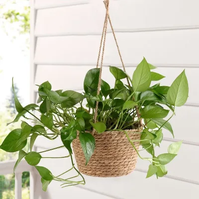 Handmade Nature Seagrass Plant Basket for Indoor Outdoor Seagrass Hanging Planter Pot Cover Made in Vietnam