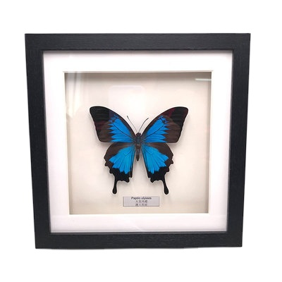 Butterfly in Frame Real Dried butterfly Decoration Butterflies
