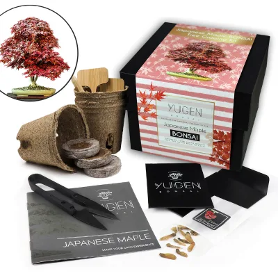 Promotion Living Japanese Cedar Bonsai Tree Plant Garden Home Kit Plant Pot Accessories Bonsai Tool Set
