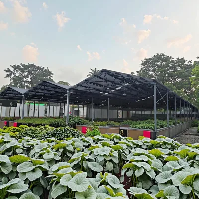 Hot Sale Farm Structure Dairy Farm Building Steel Structure Construction Steel Building