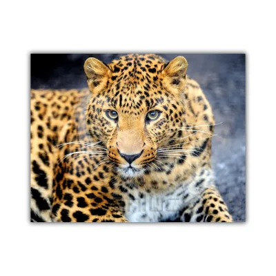 Majestic Leopard Nature's Spotty Elegance in Focus Oil on Canvas Print Wall Art 40x50cm for Home Decor