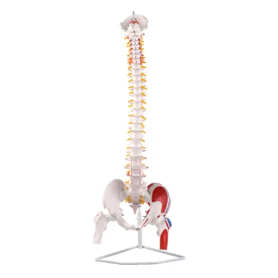 85cm PVC Vertebral Column Anatomy Model Human Spine Skeleton Model Pelvis Femur Muscle Markings for Teaching Display Plastic
