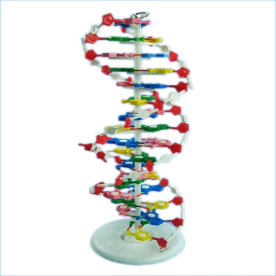 High Quality Teaching Aids Human DNA Double Helix Model