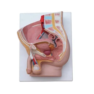 Crotch Profile Model of Human Body Human Anatomical Model Medical Model