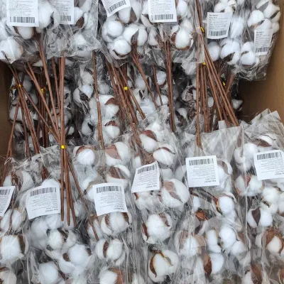 A-264 Dried Flowers 10 Heads Cotton Preserved Cotton Dried Cotton Stems Natural Flowers