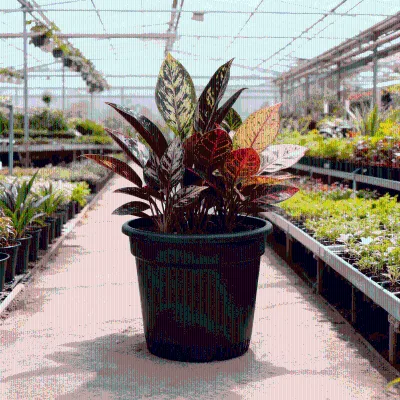 Durable Reusable Plastic Gallon Nursery Pot with Contemporary Design for Floor Use Plant Growing & Transplanting
