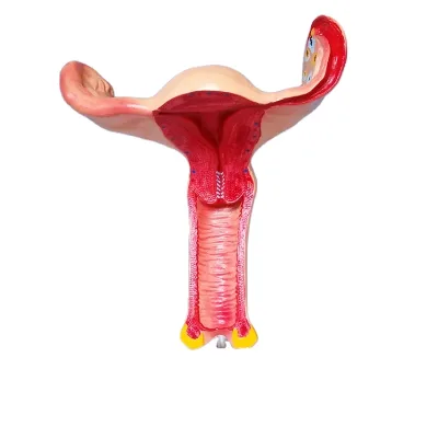 Healthy Female Uterus Anatomy Medical Model