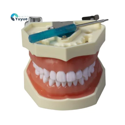 28-Tooth Oral Teaching Detachable Dental Model Resin Standard Prosthodontic Practice and Examination Tool