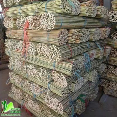 High Quality Natural Canna Bamboo/Canna Bambou/Canne Bambu