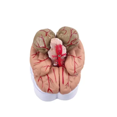 Human Brain Model 8 Parts Life Size Anatomical Model with Base Color-Coded Artery for Medical Science Teaching