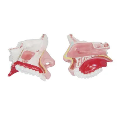 Nose Internal Structure Nasal Cavity Anatomical Model Otolaryngology and Facial Features Medical Teaching Aid for Face Structure