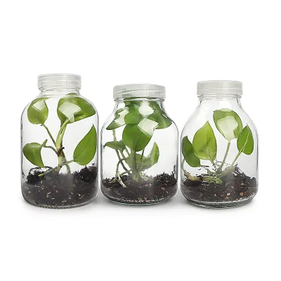 600ml 700ml 800ml lab tissue culture vessel for sale glass tissue culture jars with plastic vented lid