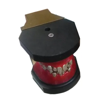 Dental Teeth Orthodontic Training Typodont Model