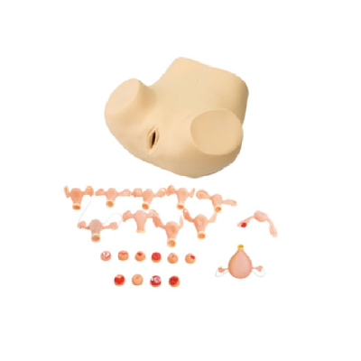 Hospital School Training Model Obstetrics and Gynecology Practice Training Model