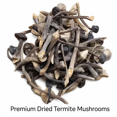 Raw Termite Mushrooms Dried Termitomyces Albuminosus Fungus for Sale