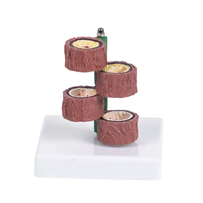 The Four-stage Arterial-venous Vascular Model of the Simulated Human Body Is Meticulously Crafted and Extremely Durable