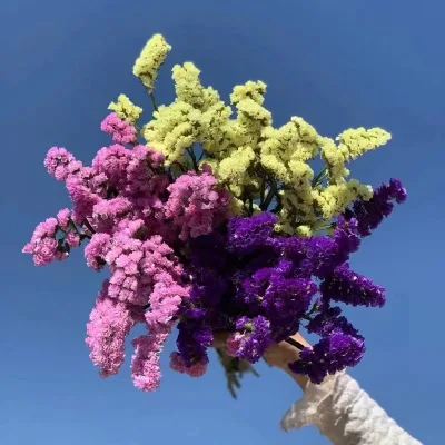 Yunnan Fresh Cut Flower Market Wholesale Statice, Fresh Cut Flowers in Rich Colors, Packed in Ice Packs, Fast Shipping