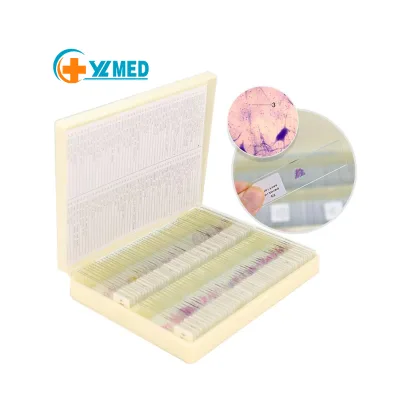 High Quality Ascaris Lumbricoides Male Microscope Slides for Educational Teaching Resources