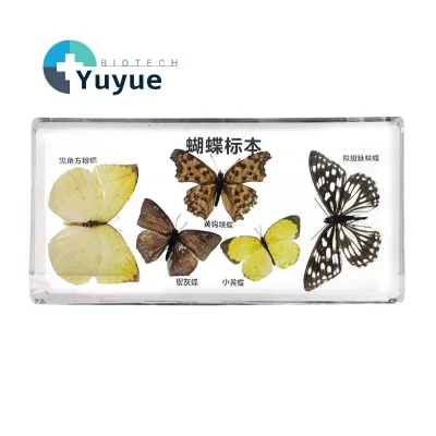 Acrylic Resin Embedded Specimen Blocks Plant Insect Butterfly Life Cycle Specimen Display Cube for Biology Teaching Ornament
