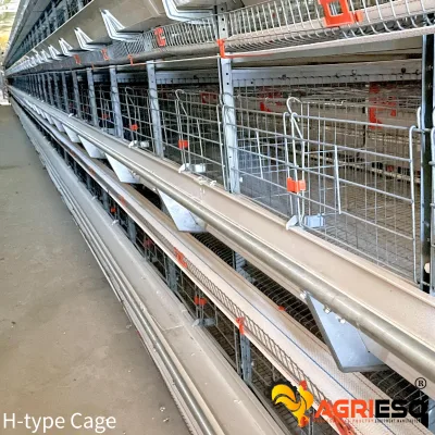 Agrieso Z275 Hot Galvanized Stainless Steel for Layer Broiler Turnkey Cage