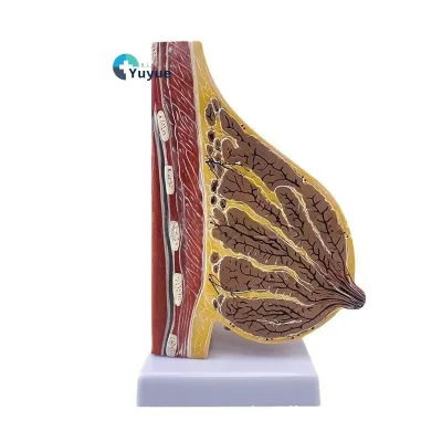 Female Breast Structure PVC Anatomy Model for Medical Training for Schools and Hospitals