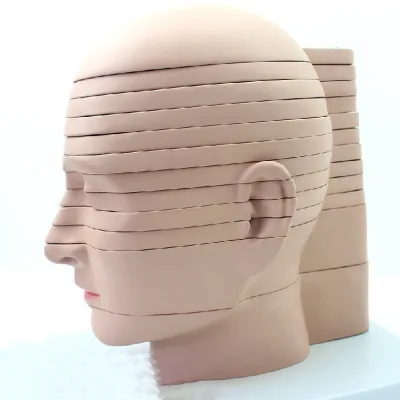 CTMRI Medical Image of Human Brain Transverse Sectional Sectional Model Head Brain Transverse Sectional Model