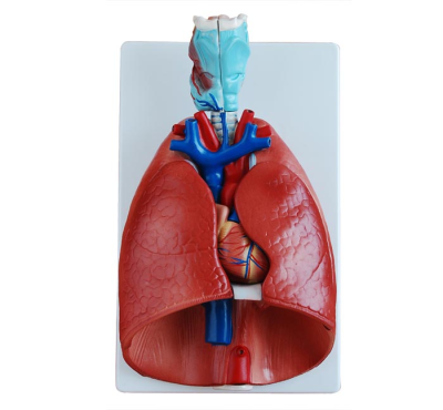 Anatomical Parts of Lungs,Heart Lung and Larynx Model,Training Lung Model