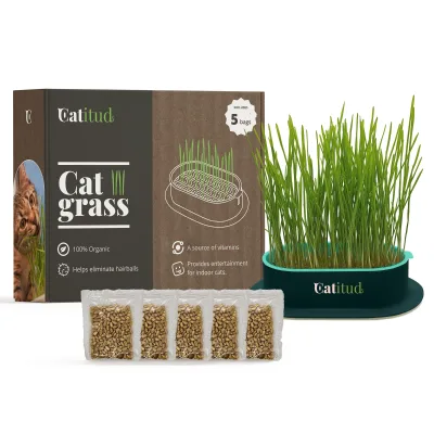 A Set Cat Grass Kit Includes Pot That Ideal for Your Cat's Digestion and Entertainment
